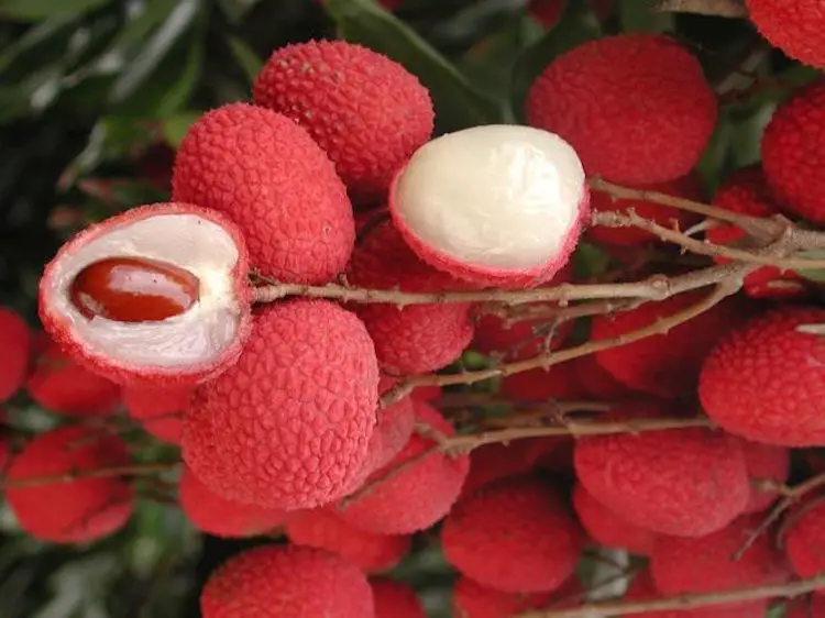 litchi