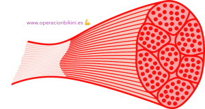 fibra muscular