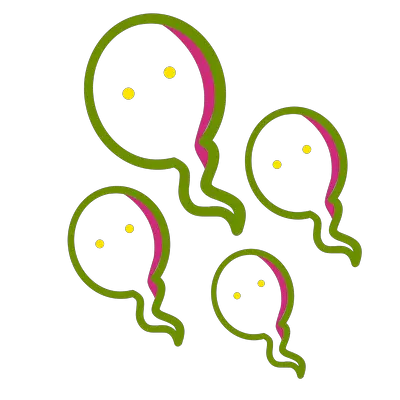 espermatozoides