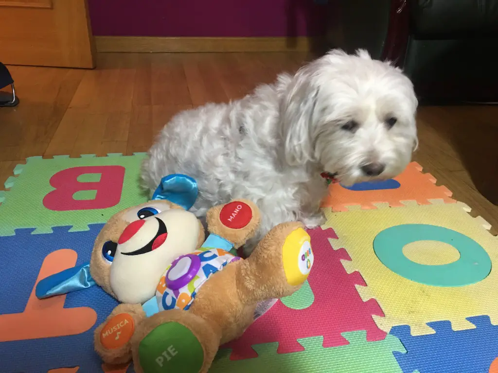 Lola y Lolo